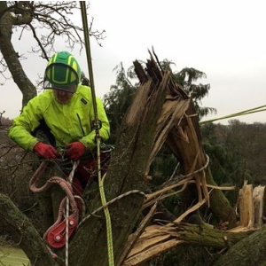 Emergency Tree Works, Towcester