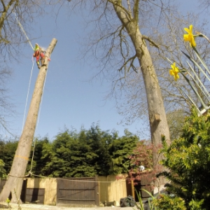 Lime Tree Dismantle, Tree Surgeons, Towcester