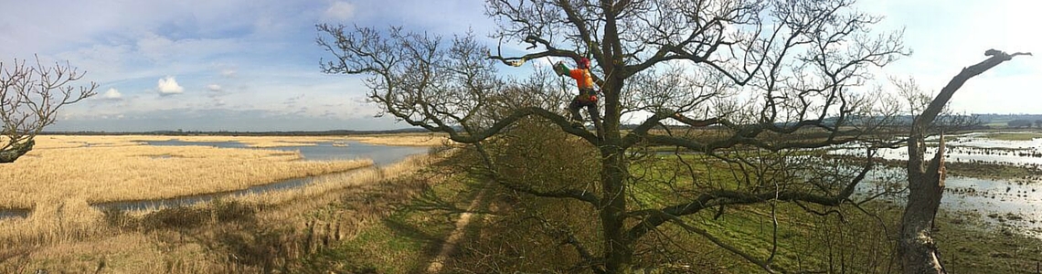 Bird and Bat Habitat Safety Works