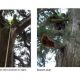 Tree inspection report Towcester