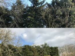 Leylandii trimming Towcester