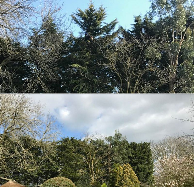 Leylandii trimming Towcester